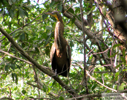 tiger heron - garza tigre