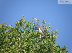tricolored heron - garza tricolor