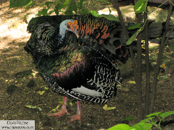 ocellated turkey - guajolote ocelado