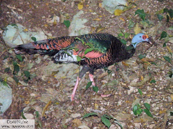 ocellated turkey - pavo de monte