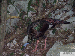 ocellated turkey - pavo ocelado