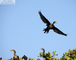cormorant - cormoran