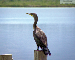 cormorant - cormoran