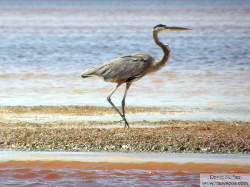 great blue heron - garzon azulado