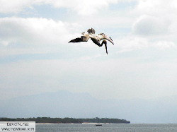brown pelican - pelicano pardo