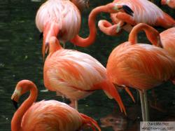 flamingos - flamencos